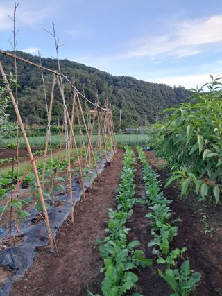 마평 농원님의 자유주제 · 자유게시판 작성글 사진