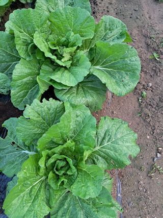 마평 농원님의 자유주제 · 자유게시판 작성글 사진