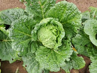 마평 농원님의 자유주제 · 자유게시판 작성글 사진