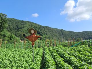마평 농원님의 자유주제 · 자유게시판 작성글 사진