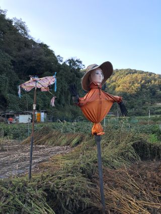 마평 농원님의 자유주제 · 자유게시판 작성글 사진
