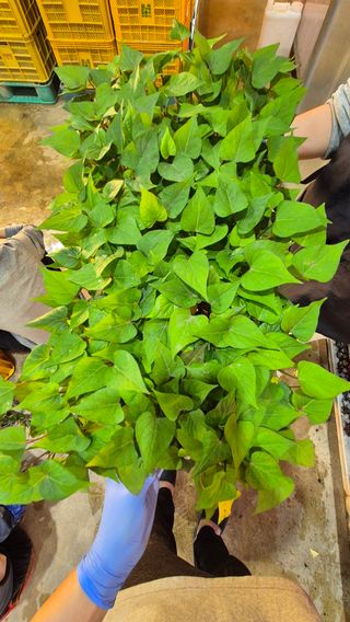 김동수님의 자유주제 · 자유게시판 작성글 사진