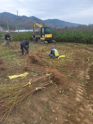 일심묘목농원님의 자유주제 · 자유게시판 작성글 사진