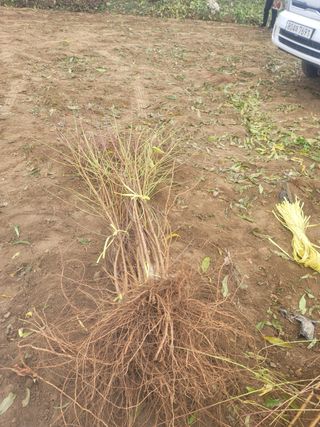 일심묘목농원님의 자유주제 · 자유게시판 작성글 사진