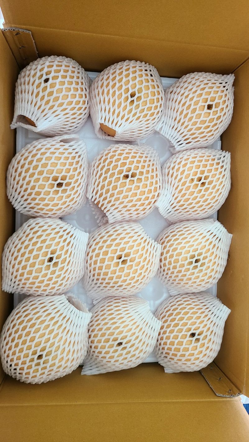 장터 상품 [선물세트 햇배(신고) 7.5kg 12과] 썸네일