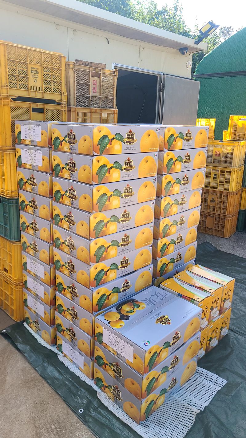 윤성한님의 장터 판매 상품 [선물세트 햇배(신고) 7.5kg 12과] 첨부 사진