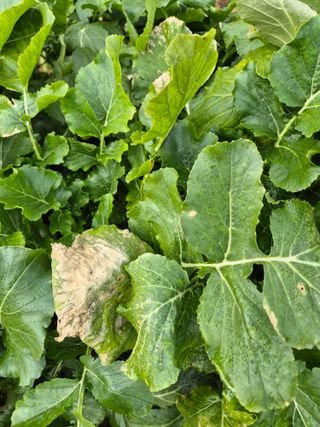 문성희님의 배추 · 병해충상담 작성글 사진