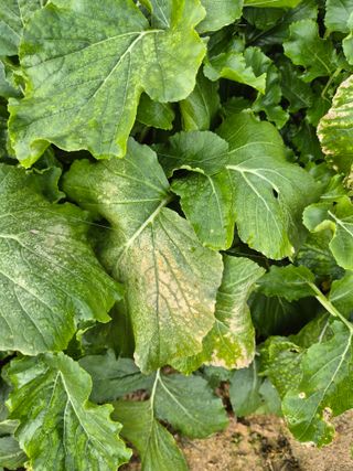 문성희님의 배추 · 병해충상담 작성글 사진