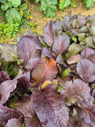 문성희님의 배추 · 병해충상담 작성글 사진