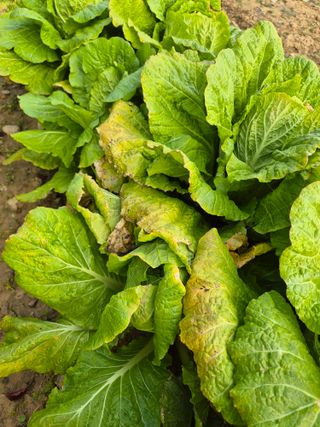 문성희님의 배추 · 병해충상담 작성글 사진