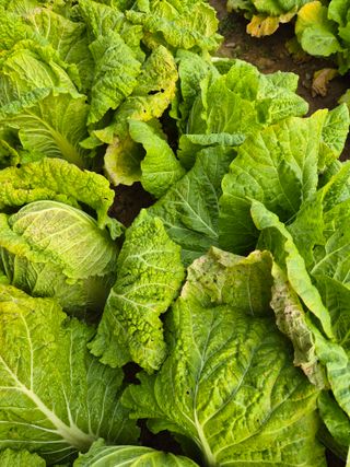 문성희님의 배추 · 병해충상담 작성글 사진