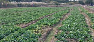 김진순님의 시금치 · 영농일지 작성글 사진