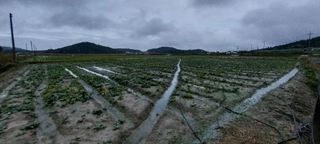 김진순님의 시금치 · 영농일지 작성글 사진