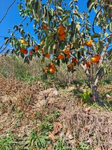 팜모닝 자유주제·자유게시판 게시글 이미지