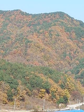 숲속의사나이님의 자유주제 · 자유게시판 작성글 사진