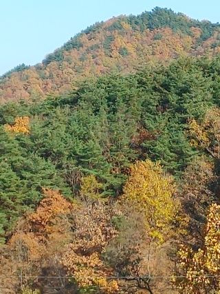 숲속의사나이님의 자유주제 · 자유게시판 작성글 사진