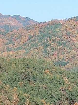 숲속의사나이님의 자유주제 · 자유게시판 작성글 사진