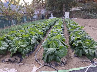 문영식님의 자유주제 · 자유게시판 작성글 사진