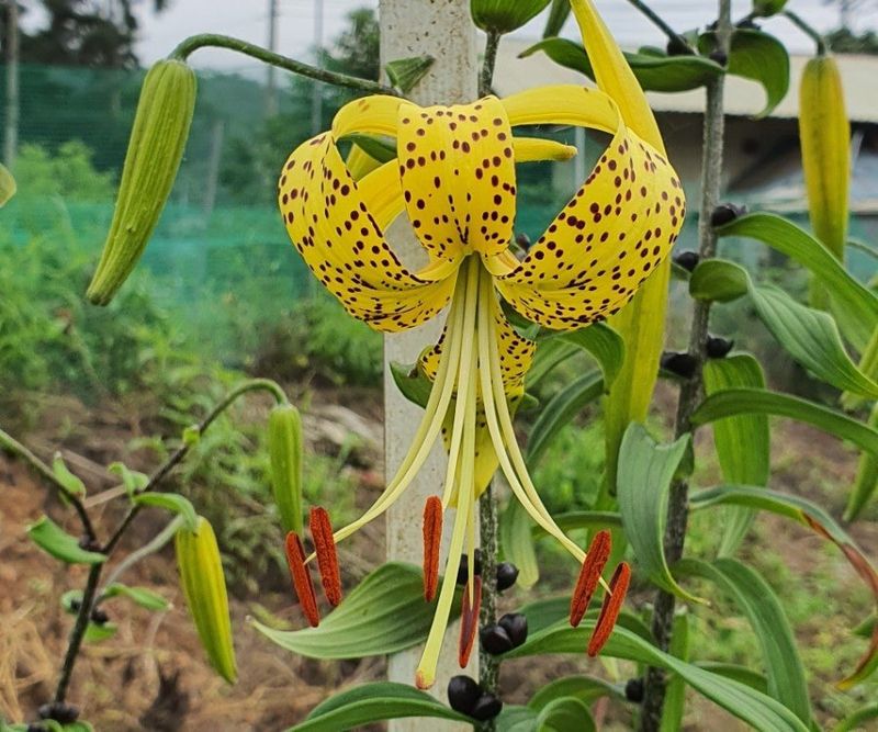 장터 상품 [토종 노랑참나리 소품[품절]] 썸네일