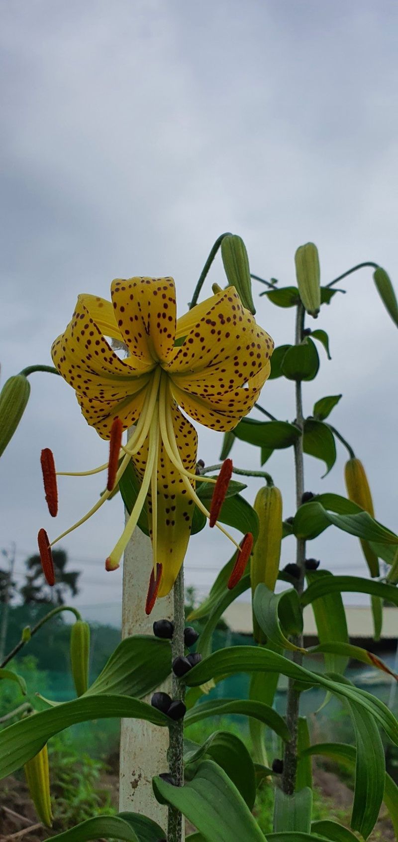 천지인야생화님의 장터 판매 상품 [토종 노랑참나리 소품[품절]] 첨부 사진