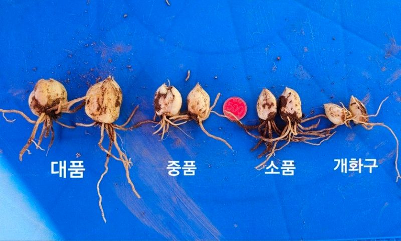 천지인야생화님의 장터 판매 상품 [토종 노랑참나리 소품[품절]] 첨부 사진