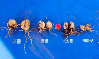 천지인야생화님의 작성글 사진