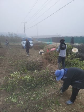 일심묘목농원님의 자유주제 · 자유게시판 작성글 사진