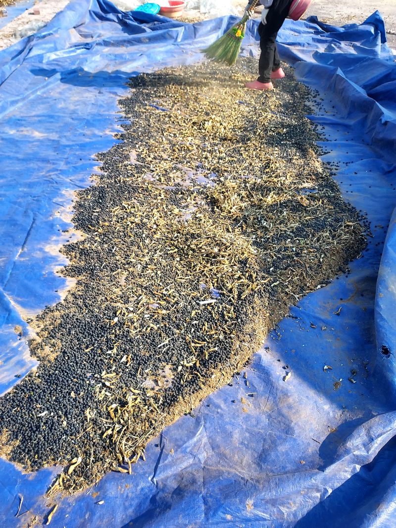 장터 상품 [검정콩] 썸네일