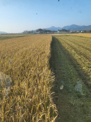 김영진(전남영광)님의 작성글 사진