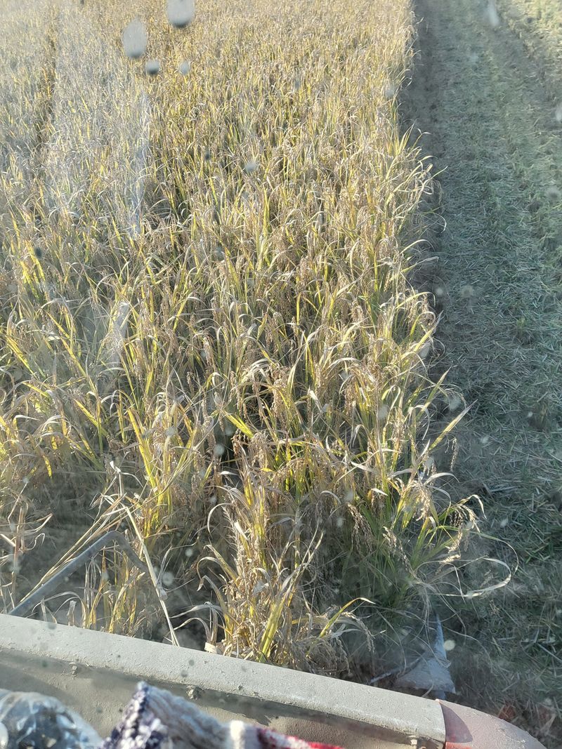 김영진(전남영광)님의 장터 판매 상품 [신동진 햅쌀 20kg] 첨부 사진