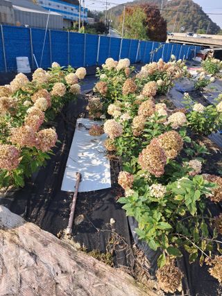 전희분님의 자유주제 · 사진전 작성글 사진