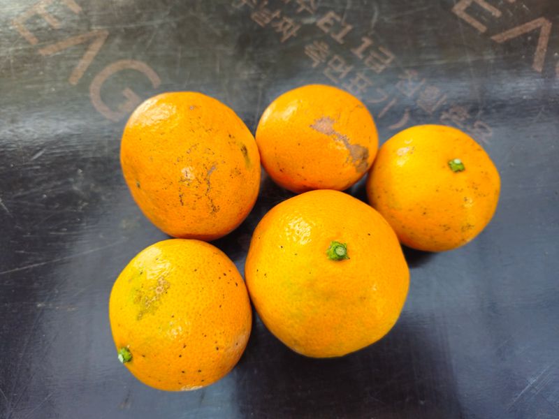 새달귤농장님의 장터 판매 상품 [(한정판매)자연의 맛 2.5키로] 첨부 사진