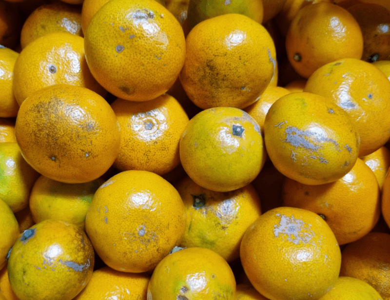 새달귤농장님의 장터 판매 상품 [(한정판매)자연의 맛 2.5키로] 첨부 사진