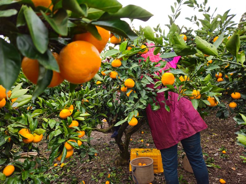 새달귤농장님의 장터 판매 상품 [(한정판매)자연의 맛 2.5키로] 첨부 사진