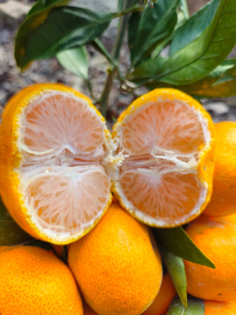 새달귤농장님의 장터 판매 상품 [(한정판매)자연의 맛 2.5키로] 첨부 사진