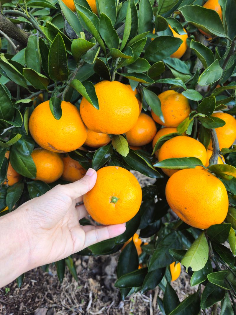 새달귤농장님의 장터 판매 상품 [(한정판매)자연의 맛 2.5키로] 첨부 사진