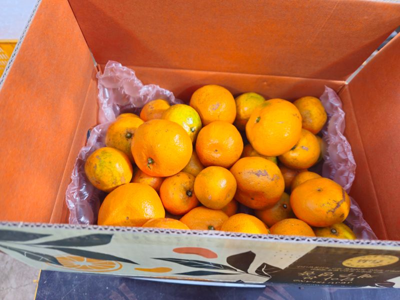 새달귤농장님의 장터 판매 상품 [(한정판매)자연의 맛 2.5키로] 첨부 사진