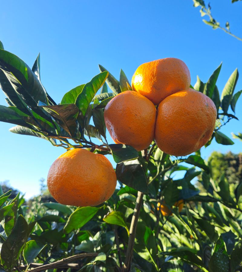 새달귤농장님의 장터 판매 상품 [(한정판매)자연의 맛 2.5키로] 첨부 사진