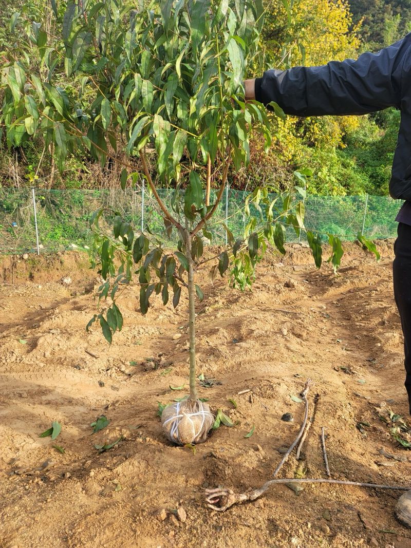장터 상품 [복숭아나무 신선 3년생 결실주 분묘] 썸네일