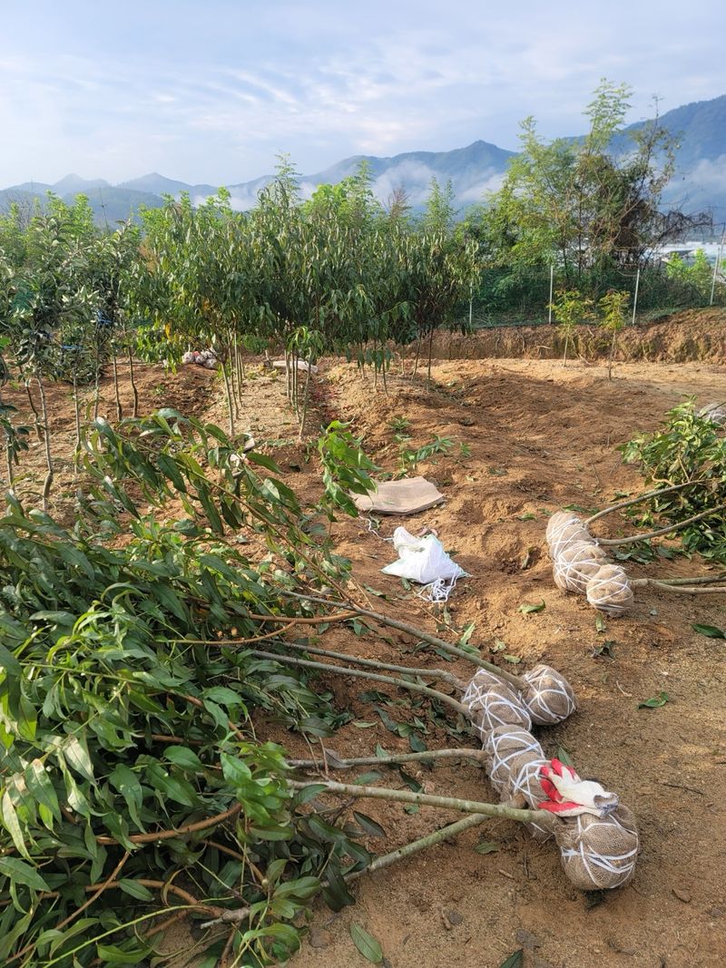 일심묘목농원님의 장터 판매 상품 [복숭아나무 신선 3년생 결실주 분묘] 첨부 사진