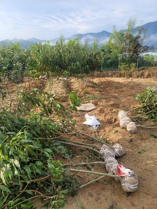 일심묘목농원님의 자유주제 · 자유게시판 작성글 사진