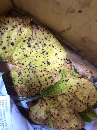 긍정맨님의 포도 · 병해충상담 작성글 사진