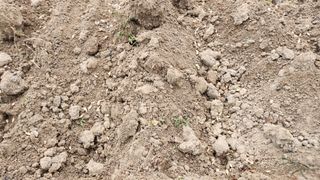 정광화님의 마늘 · 영농일지 작성글 사진