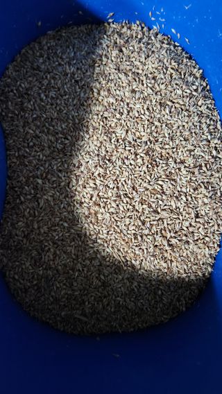 정광화님의 마늘 · 영농일지 작성글 사진