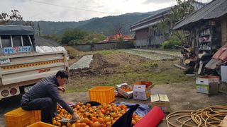 김용호님의 감 · 영농일지 작성글 사진