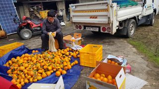 김용호님의 감 · 영농일지 작성글 사진