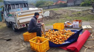 김용호님의 감 · 영농일지 작성글 사진