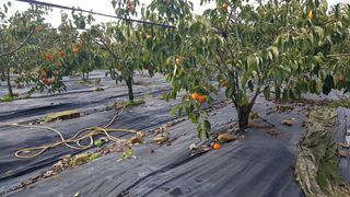 김용호님의 감 · 영농일지 작성글 사진