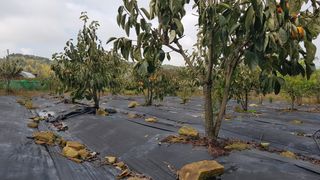 김용호님의 감 · 영농일지 작성글 사진