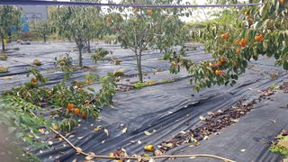 김용호님의 감 · 영농일지 작성글 사진